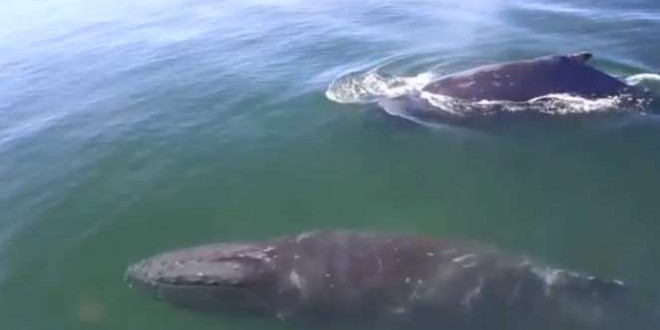 Two humpback whales hide from orcas next to whale watching boat