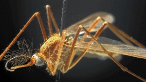 US : Naperville man contracts West Nile virus