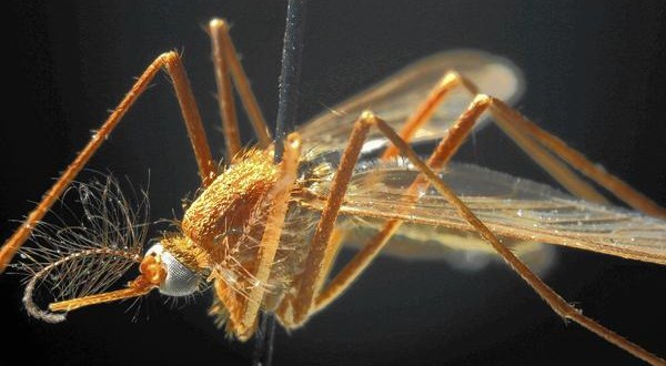 US : Naperville man contracts West Nile virus