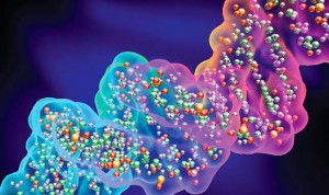 War of the jumping genes drove human evolution forward, New Study
