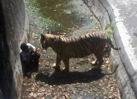 White Tiger Kills Boy Inside Delhi Zoo