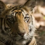Wildlife populations fall by half in 40 years : WWF Report