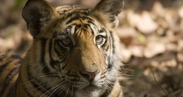 Wildlife populations fall by half in 40 years : WWF Report