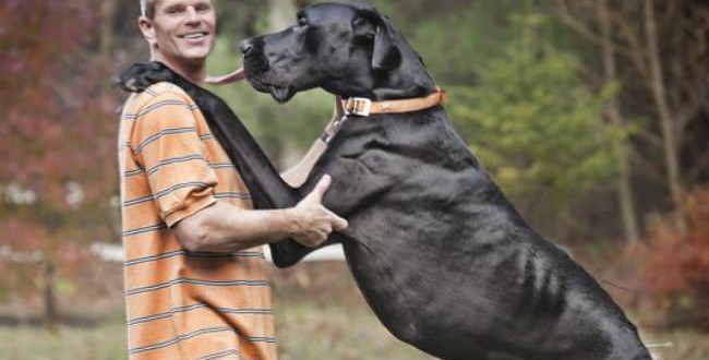 World’s tallest dog dies at age 5 (Photo)