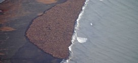35,000 walruses 'haul out' on Alaska beach