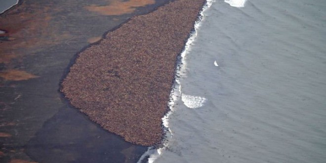 35,000 walruses 'haul out' on Alaska beach