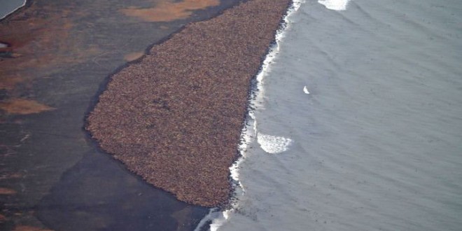 35,000 walruses ‘haul out’ on Alaska beach (Video)