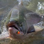 Algae bloom kills 280000 fish at B.C. salmon farm, Report