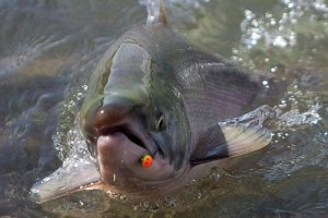 Algae bloom kills 280000 fish at B.C. salmon farm, Report