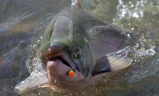 Algae bloom kills 280000 fish at B.C. salmon farm, Report