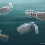 Ancient fossils confirmed among our strangest cousins, research