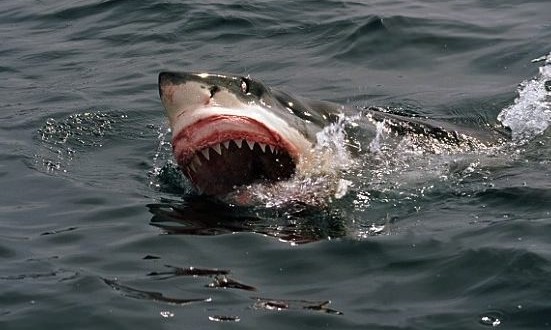 Australian beaches closed after shark attacks inflatable canoe