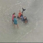 Baby whale dies after Florida. shark attack