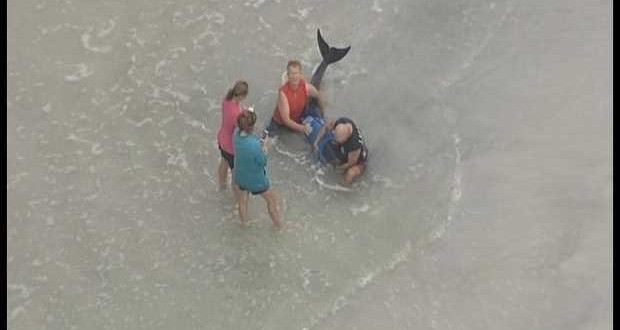 Baby whale dies after Florida. shark attack