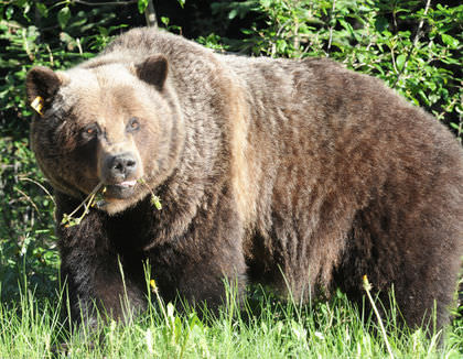 Banff residents warned grizzly bear spotted around town : officials