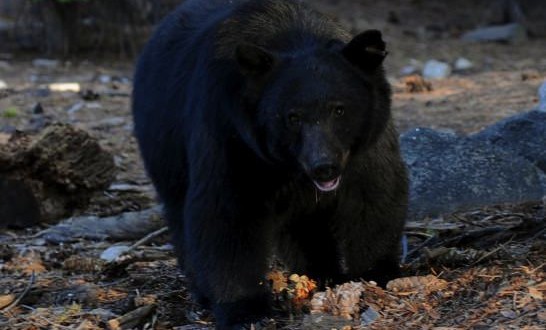Bear Eats Man Who Died Of Heart Attack : Officials