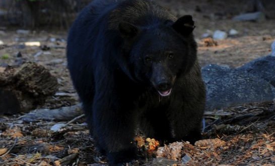 Bear Eats Man Who Died Of Heart Attack