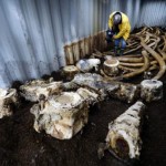 Blue whale bones land in the compost, Report