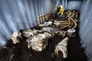 Blue whale bones land in the compost, Report