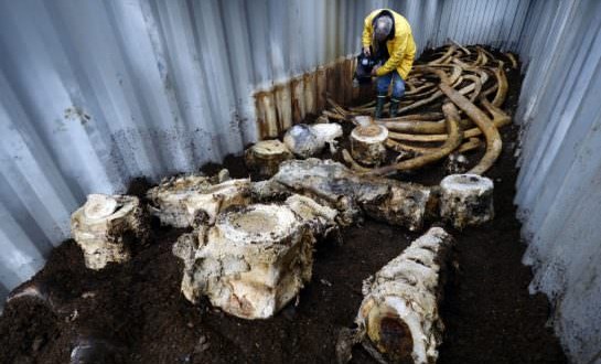 Blue whale bones land in the compost, Report