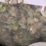 Calgary police say drug bust nets $500K of marijuana