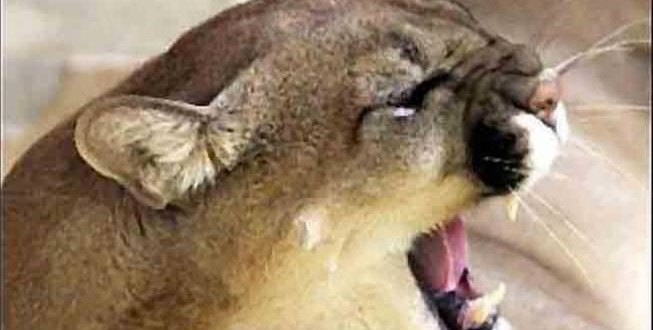 California Mountain Lion crosses freeway to mate