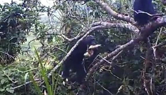 Camera-traps capture wild chimps' nighttime raiding activities