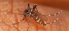 Chikungunya : Mosquito-borne virus infects Cdn travellers