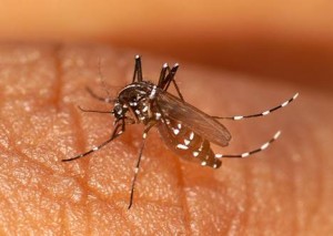 Chikungunya : Mosquito-borne virus infects Cdn travellers