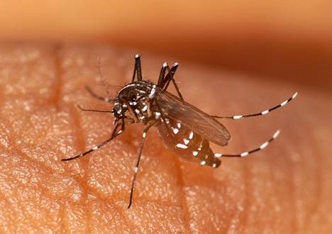 Chikungunya Mosquito-borne virus infects Cdn travellers