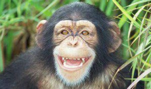Chimp 'personhood' case goes to New York court