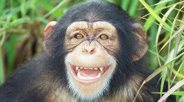 Chimp ‘personhood’ case goes to New York court