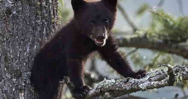 Dead bear cub found in Central Park (Video)