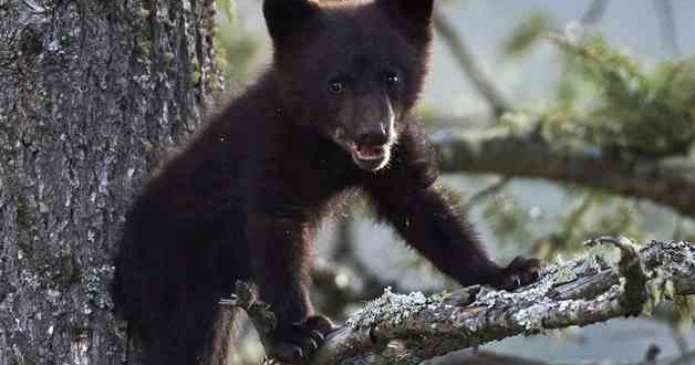 Dead bear cub found in Central Park