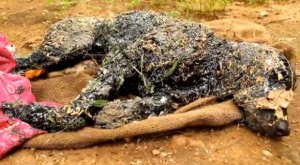 Dog rescued after falling into hot tar