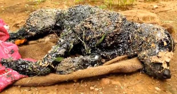 Dog rescued after falling into hot tar