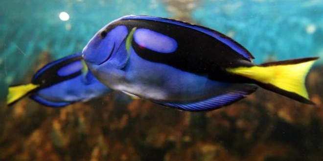 Fish are Disappearing From the Tropics, study shows