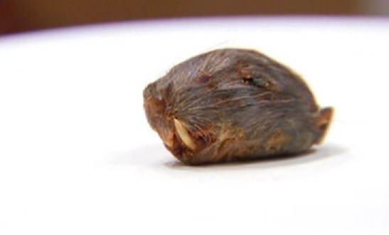 Florida Man Finds Rat Head In His Golden Corral Chili