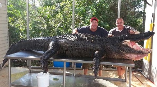 Florida Men Capture ‘Lumpy,’ a 765-Pound Alligator (Video)
