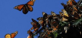 Gene key to monarch butterfly's miraculous migration, study shows