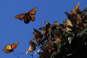 Gene key to monarch butterfly's miraculous migration, study shows