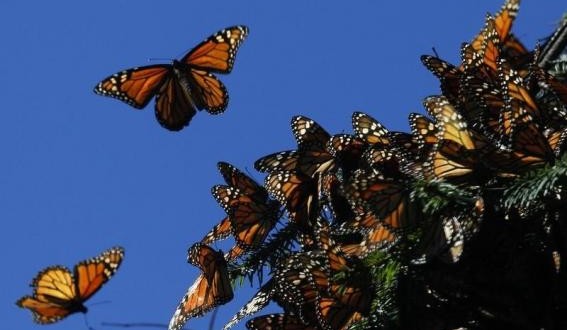 Gene key to monarch butterfly’s miraculous migration, study shows