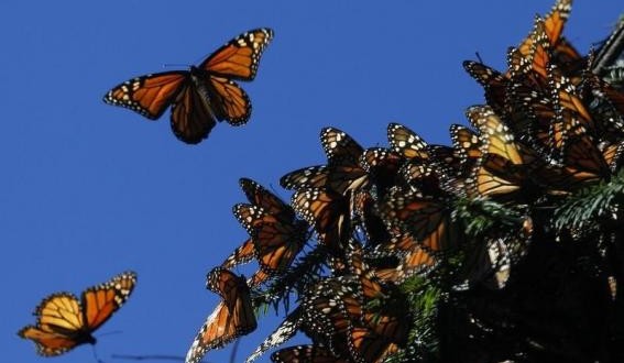 Gene key to monarch butterfly's miraculous migration, study shows