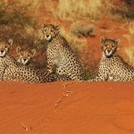 Humans 'to Blame' for Declining Cheetah Populations, New Study