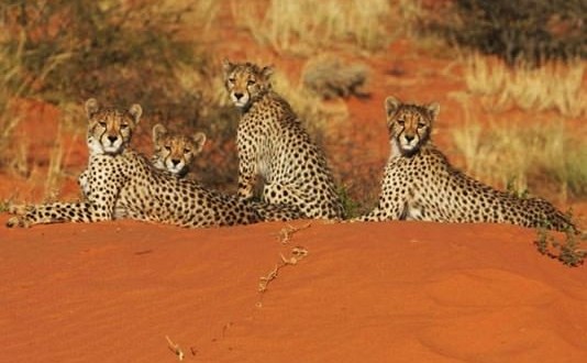 Humans ‘to Blame’ for Declining Cheetah Populations, New Study