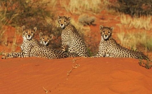 Humans 'to Blame' for Declining Cheetah Populations, New Study