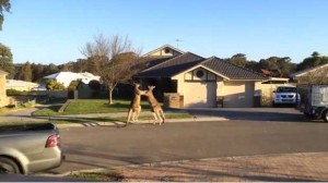 Kangaroo street fight goes viral