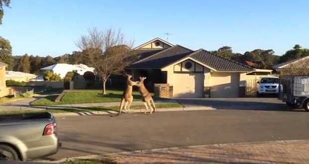 Kangaroos Street Fight in Suburban Australia (Video)