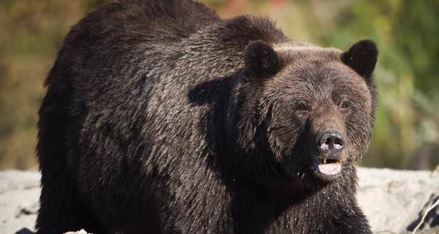 Man injured in British Columbia grizzly attack (Video)