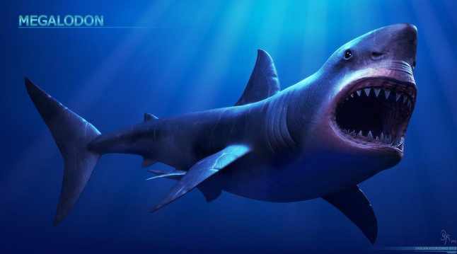 Megalodon shark became extinct 2.6 million years ago, UF Study - Canada